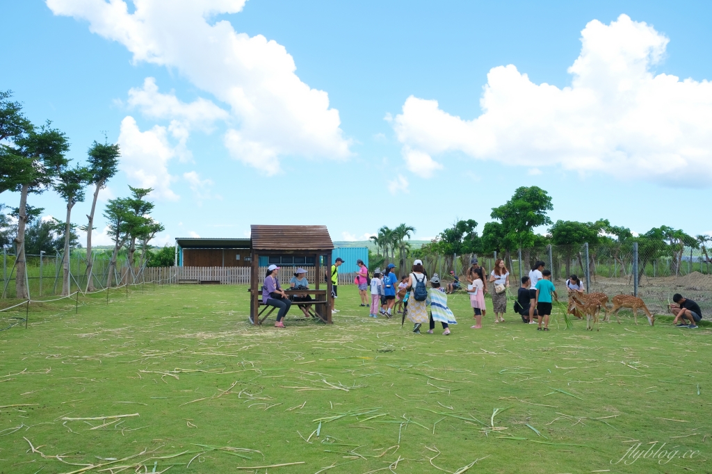 鹿境梅花鹿生態園區｜墾丁親子旅遊景點，和梅花鹿的近距離接觸 @飛天璇的口袋
