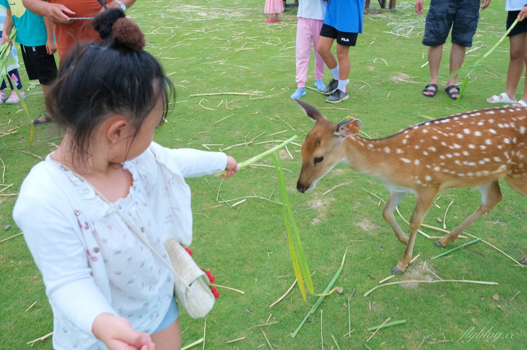 鹿境梅花鹿生態園區｜墾丁親子旅遊景點，和梅花鹿的近距離接觸 @飛天璇的口袋