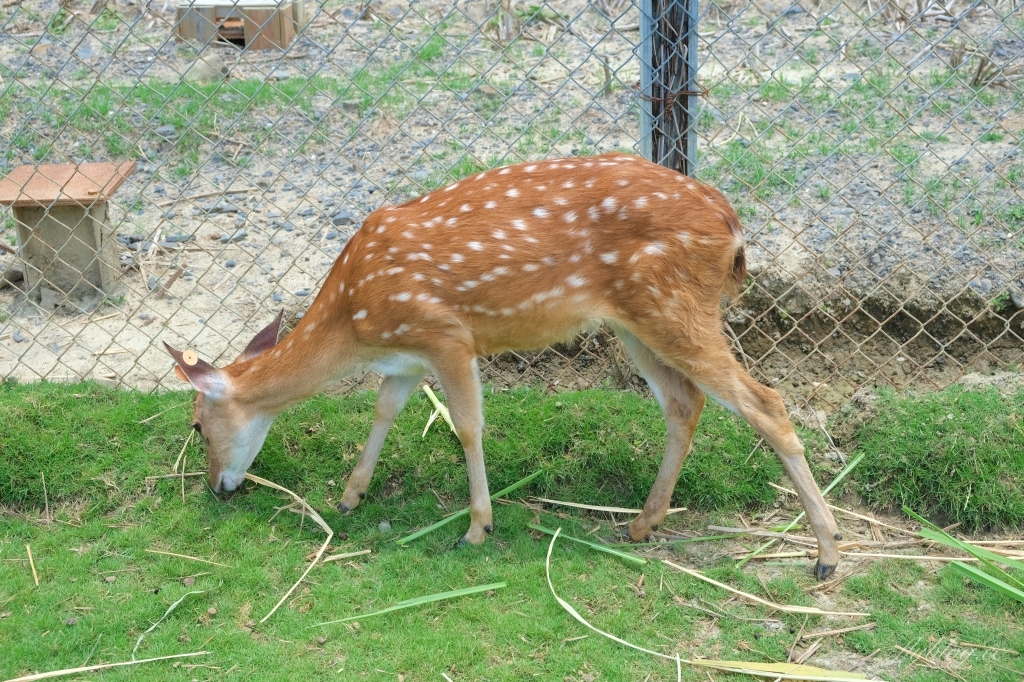 鹿境梅花鹿生態園區｜墾丁親子旅遊景點，和梅花鹿的近距離接觸 @飛天璇的口袋