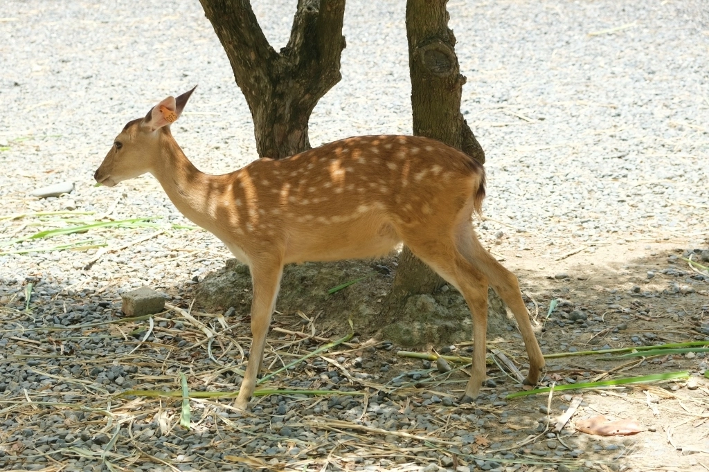 鹿境梅花鹿生態園區｜墾丁親子旅遊景點，和梅花鹿的近距離接觸 @飛天璇的口袋
