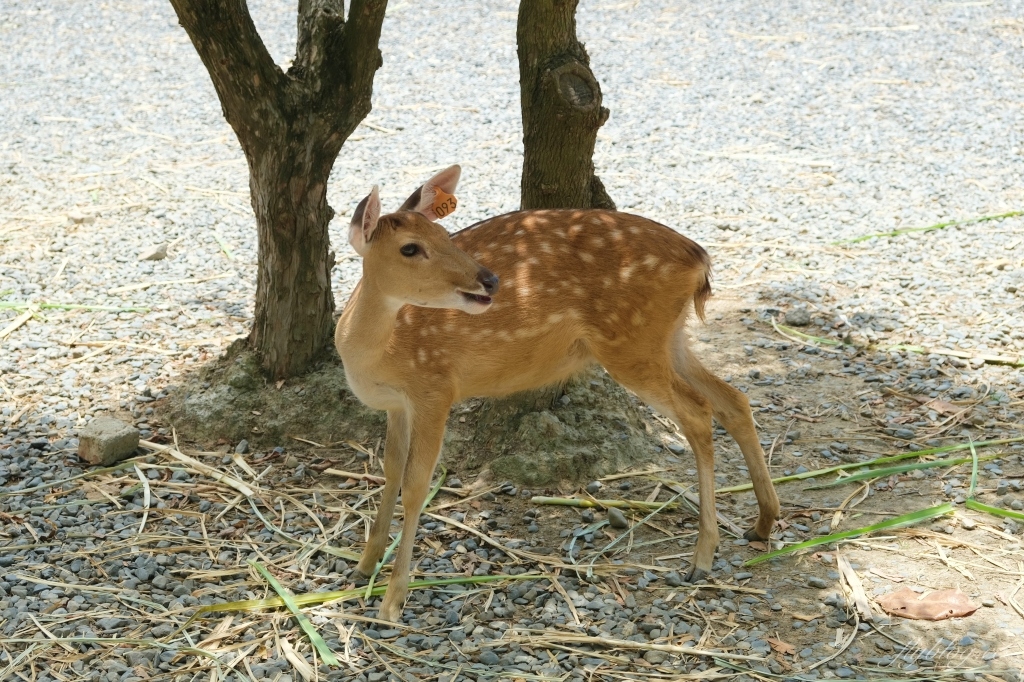 鹿境梅花鹿生態園區｜墾丁親子旅遊景點，和梅花鹿的近距離接觸 @飛天璇的口袋