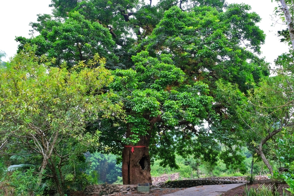 【南投國姓】看見台灣！南投國姓百年茄苳神木，隱藏在樹洞裡的台灣地形 @飛天璇的口袋