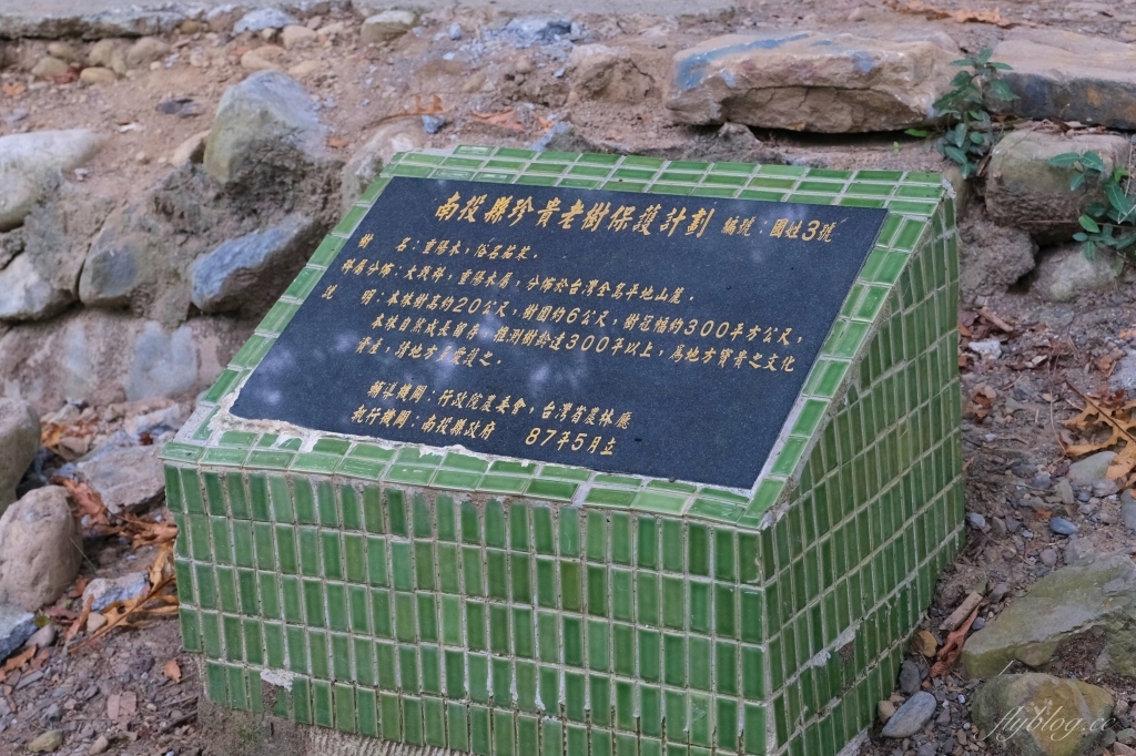 【南投國姓】看見台灣!南投國姓百年茄苳神木,隱藏在樹洞裡的台灣地形 @飛天璇的口袋 【南投國姓】看見台灣!南投國姓百年茄苳神木,隱藏在樹洞裡的台灣地形 @飛天璇的口袋