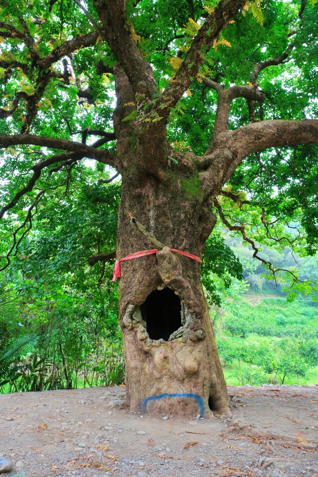 【南投國姓】看見台灣！南投國姓百年茄苳神木，隱藏在樹洞裡的台灣地形 @飛天璇的口袋