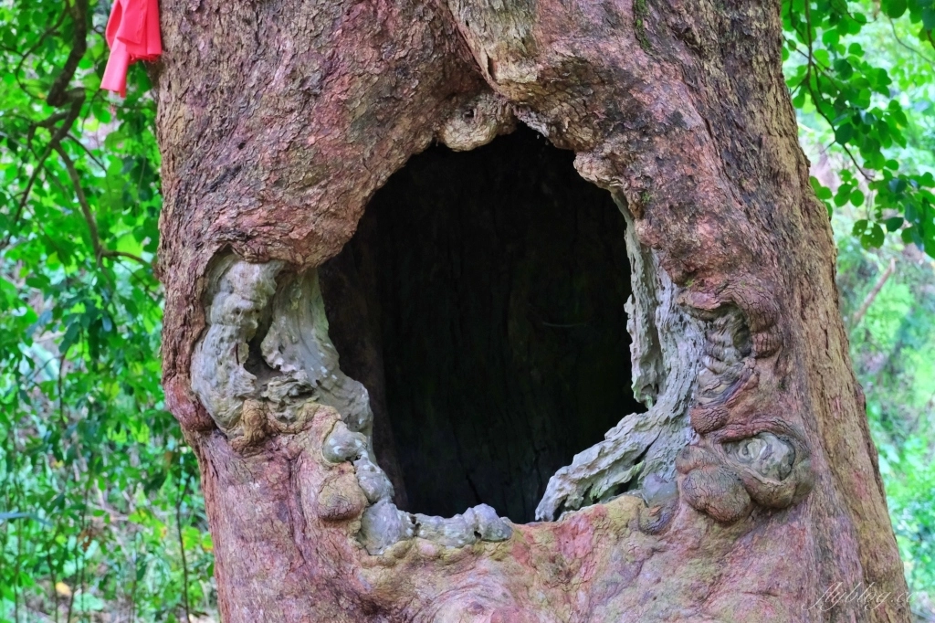 【南投國姓】看見台灣!南投國姓百年茄苳神木,隱藏在樹洞裡的台灣地形 @飛天璇的口袋 【南投國姓】看見台灣!南投國姓百年茄苳神木,隱藏在樹洞裡的台灣地形 @飛天璇的口袋