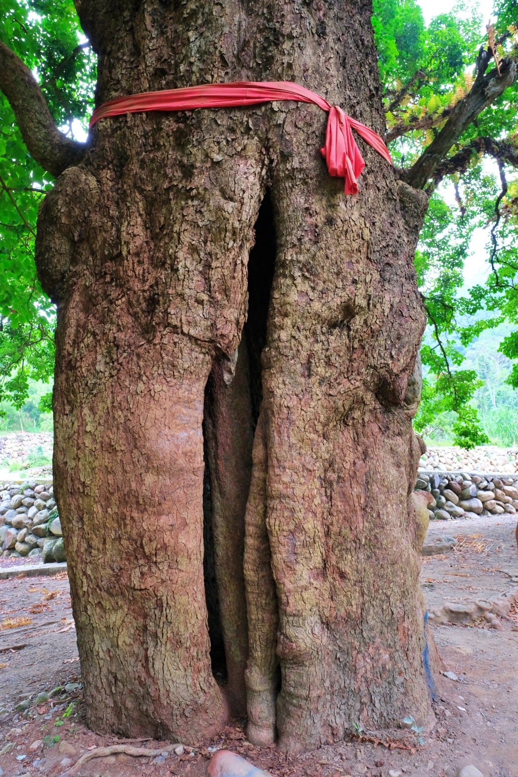 【南投國姓】看見台灣!南投國姓百年茄苳神木,隱藏在樹洞裡的台灣地形 @飛天璇的口袋 【南投國姓】看見台灣!南投國姓百年茄苳神木,隱藏在樹洞裡的台灣地形 @飛天璇的口袋