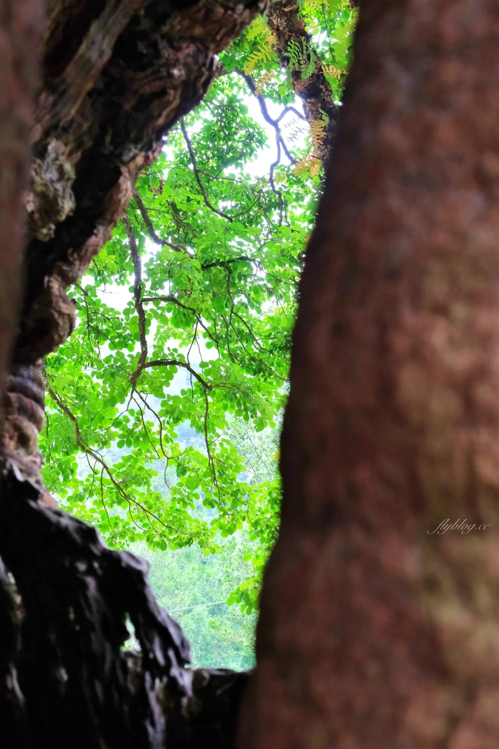 【南投國姓】看見台灣!南投國姓百年茄苳神木,隱藏在樹洞裡的台灣地形 @飛天璇的口袋 【南投國姓】看見台灣!南投國姓百年茄苳神木,隱藏在樹洞裡的台灣地形 @飛天璇的口袋