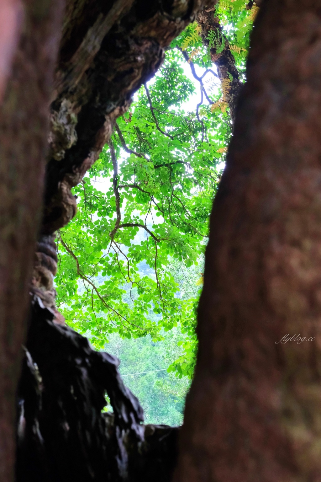 【南投國姓】看見台灣!南投國姓百年茄苳神木,隱藏在樹洞裡的台灣地形 @飛天璇的口袋 【南投國姓】看見台灣!南投國姓百年茄苳神木,隱藏在樹洞裡的台灣地形 @飛天璇的口袋