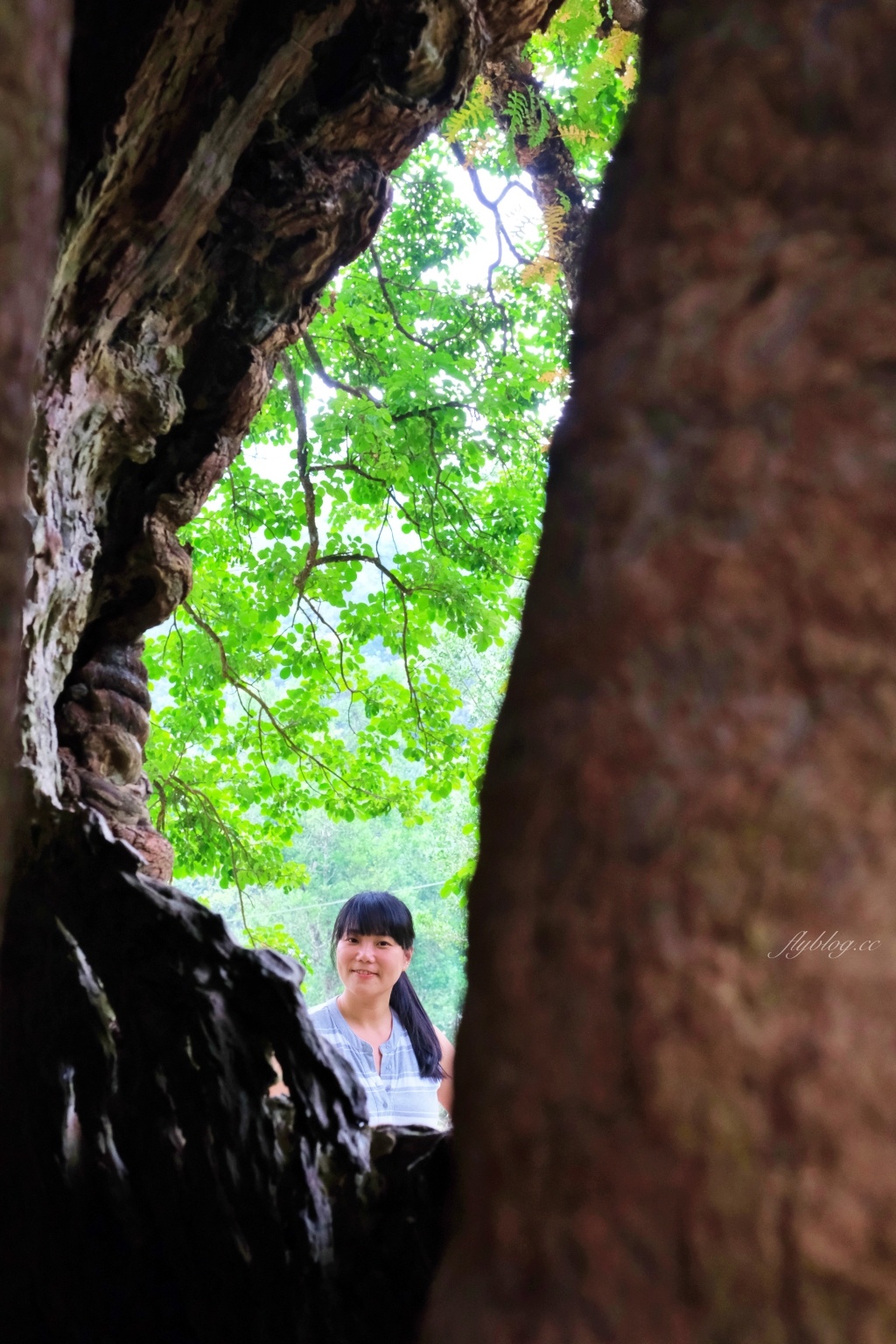 【南投國姓】看見台灣!南投國姓百年茄苳神木,隱藏在樹洞裡的台灣地形 @飛天璇的口袋 【南投國姓】看見台灣!南投國姓百年茄苳神木,隱藏在樹洞裡的台灣地形 @飛天璇的口袋
