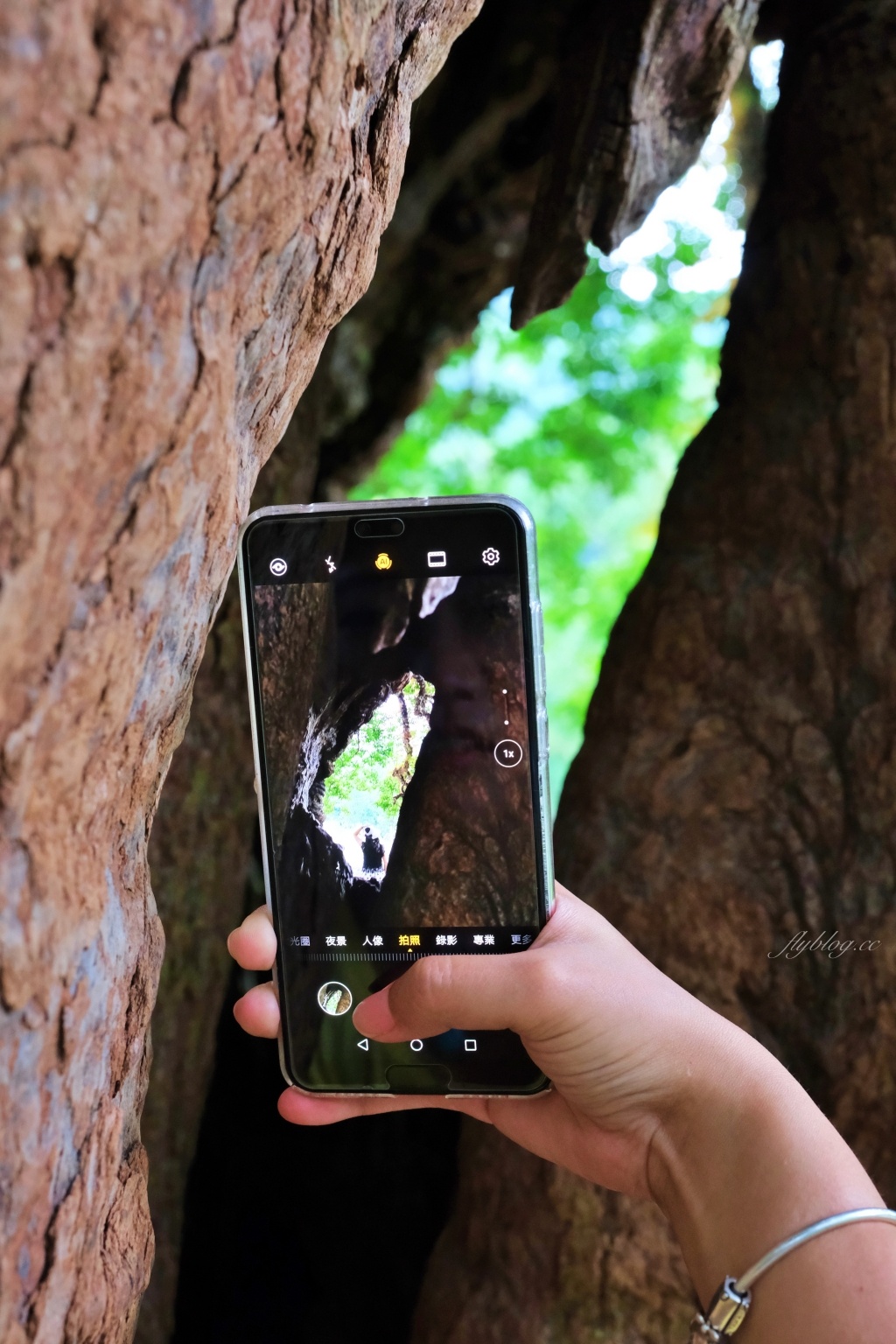 【南投國姓】看見台灣！南投國姓百年茄苳神木，隱藏在樹洞裡的台灣地形 @飛天璇的口袋