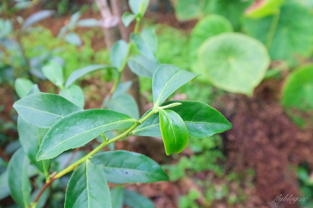 【台中南屯】吃茶三千：台中超美手搖茶專賣店，玻璃屋設計網美景觀 @飛天璇的口袋