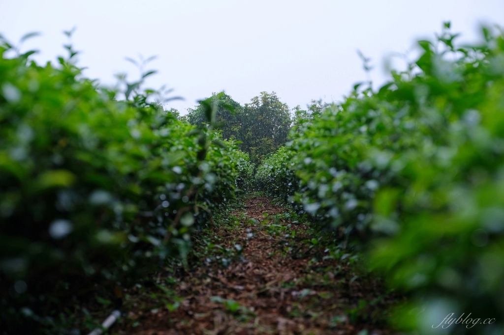 南投名間獅子頭山~茶之魔手田園茶香一日遊，珍珠奶茶DIY和採茶體驗 @飛天璇的口袋