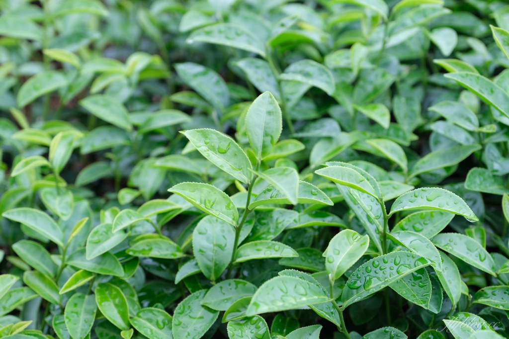 南投名間獅子頭山~茶之魔手田園茶香一日遊,珍珠奶茶DIY和採茶體驗 @飛天璇的口袋 南投名間獅子頭山~茶之魔手田園茶香一日遊,珍珠奶茶DIY和採茶體驗 @飛天璇的口袋