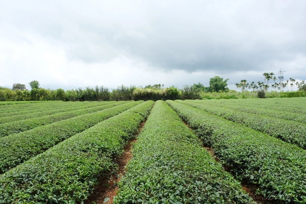 南投名間獅子頭山~茶之魔手田園茶香一日遊，珍珠奶茶DIY和採茶體驗 @飛天璇的口袋