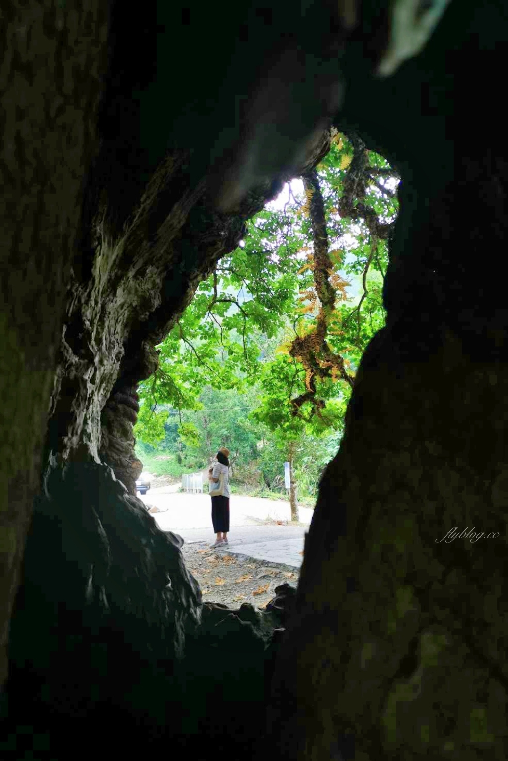 【南投國姓】看見台灣!南投國姓百年茄苳神木,隱藏在樹洞裡的台灣地形 @飛天璇的口袋 【南投國姓】看見台灣!南投國姓百年茄苳神木,隱藏在樹洞裡的台灣地形 @飛天璇的口袋