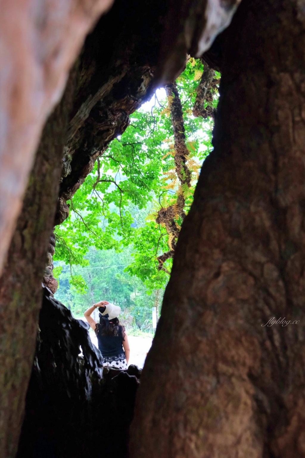 【南投國姓】看見台灣!南投國姓百年茄苳神木,隱藏在樹洞裡的台灣地形 @飛天璇的口袋 【南投國姓】看見台灣!南投國姓百年茄苳神木,隱藏在樹洞裡的台灣地形 @飛天璇的口袋