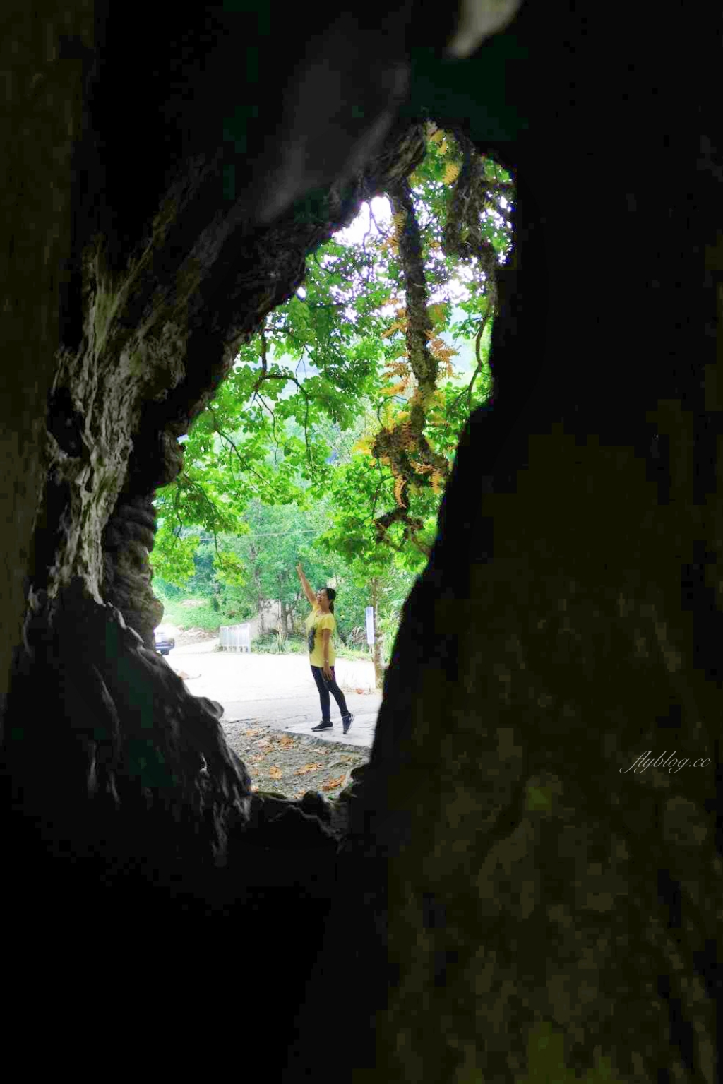 【南投國姓】看見台灣！南投國姓百年茄苳神木，隱藏在樹洞裡的台灣地形 @飛天璇的口袋