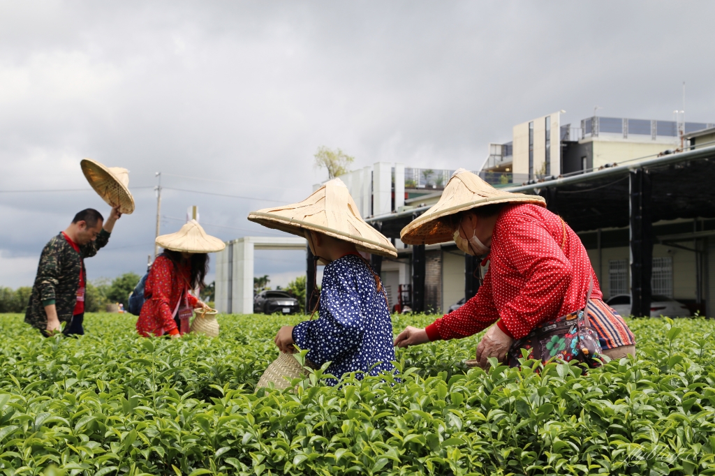 南投名間獅子頭山~茶之魔手田園茶香一日遊，珍珠奶茶DIY和採茶體驗 @飛天璇的口袋