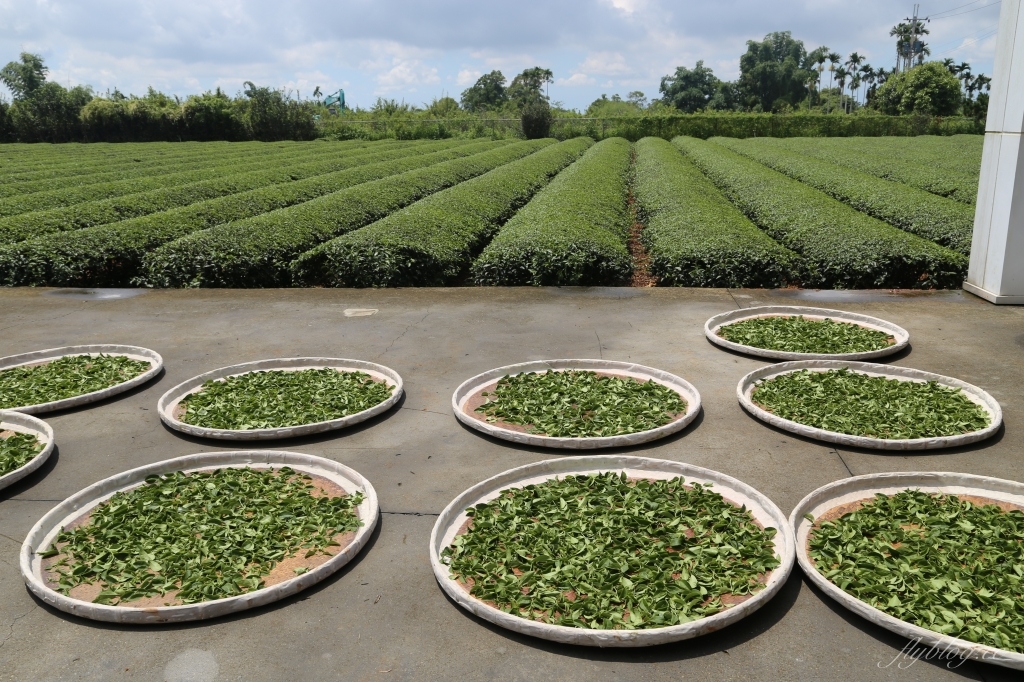 南投名間獅子頭山~茶之魔手田園茶香一日遊，珍珠奶茶DIY和採茶體驗 @飛天璇的口袋