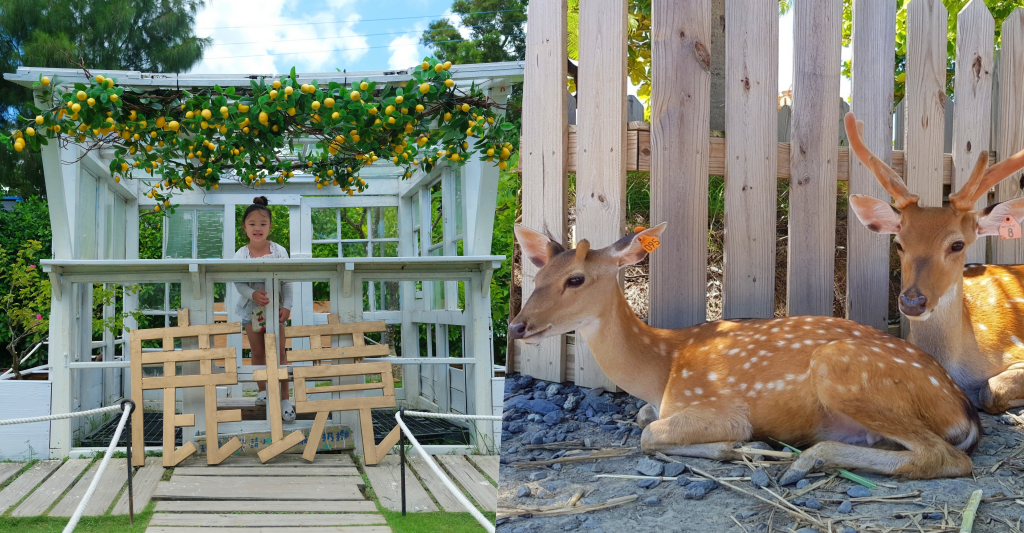 鹿境梅花鹿生態園區｜墾丁親子旅遊景點，和梅花鹿的近距離接觸 @飛天璇的口袋