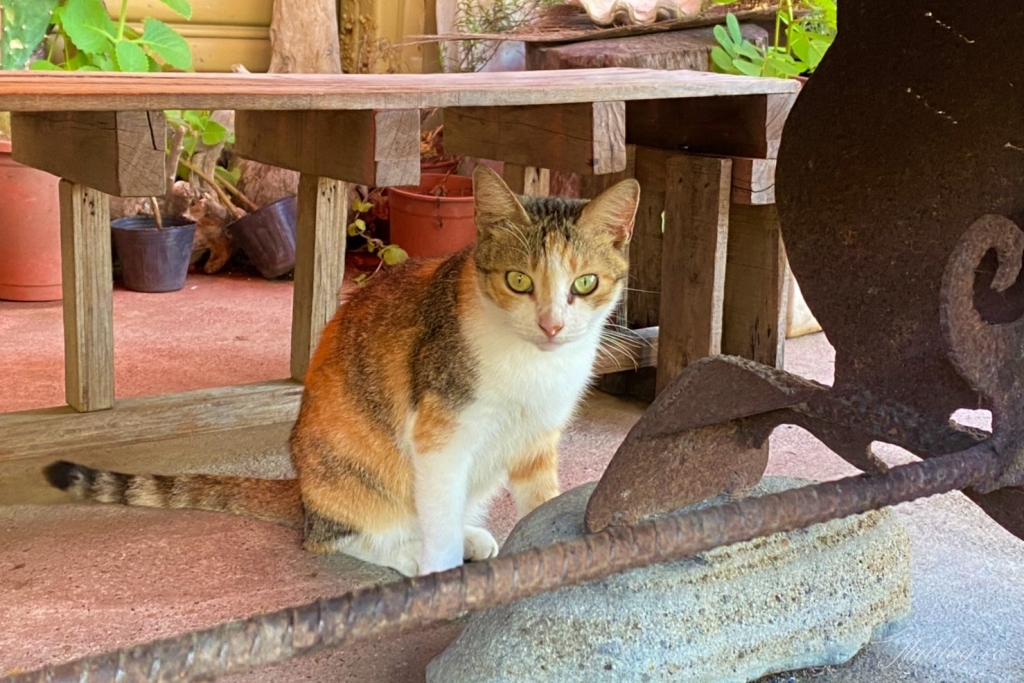 台東東河｜我在玩玩冰箱，全台最美的路邊攤下午茶，台東IG打卡熱門景點 @飛天璇的口袋