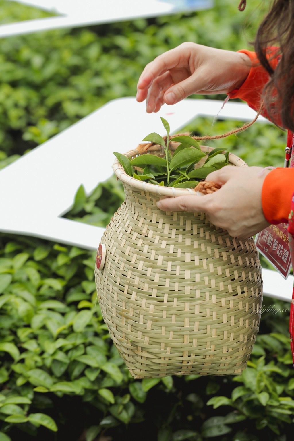 南投名間獅子頭山~茶之魔手田園茶香一日遊,珍珠奶茶DIY和採茶體驗 @飛天璇的口袋 南投名間獅子頭山~茶之魔手田園茶香一日遊,珍珠奶茶DIY和採茶體驗 @飛天璇的口袋
