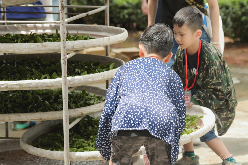 南投名間獅子頭山~茶之魔手田園茶香一日遊，珍珠奶茶DIY和採茶體驗 @飛天璇的口袋