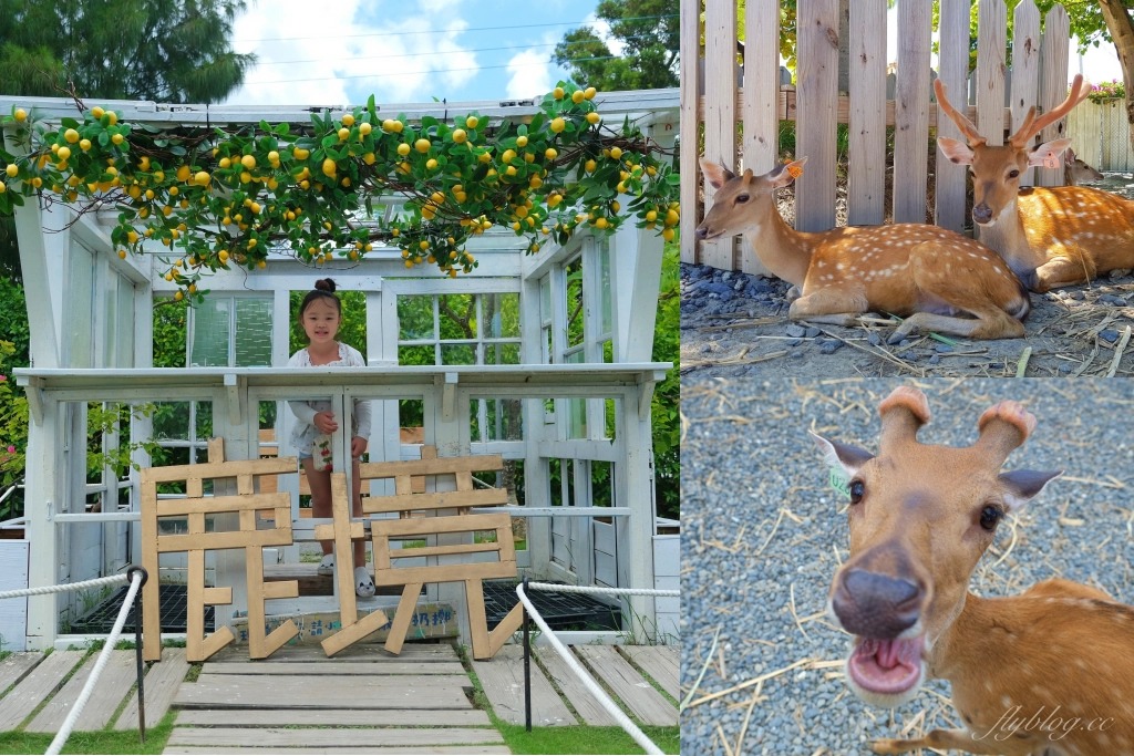 鹿境梅花鹿生態園區｜墾丁親子旅遊景點，和梅花鹿的近距離接觸 @飛天璇的口袋