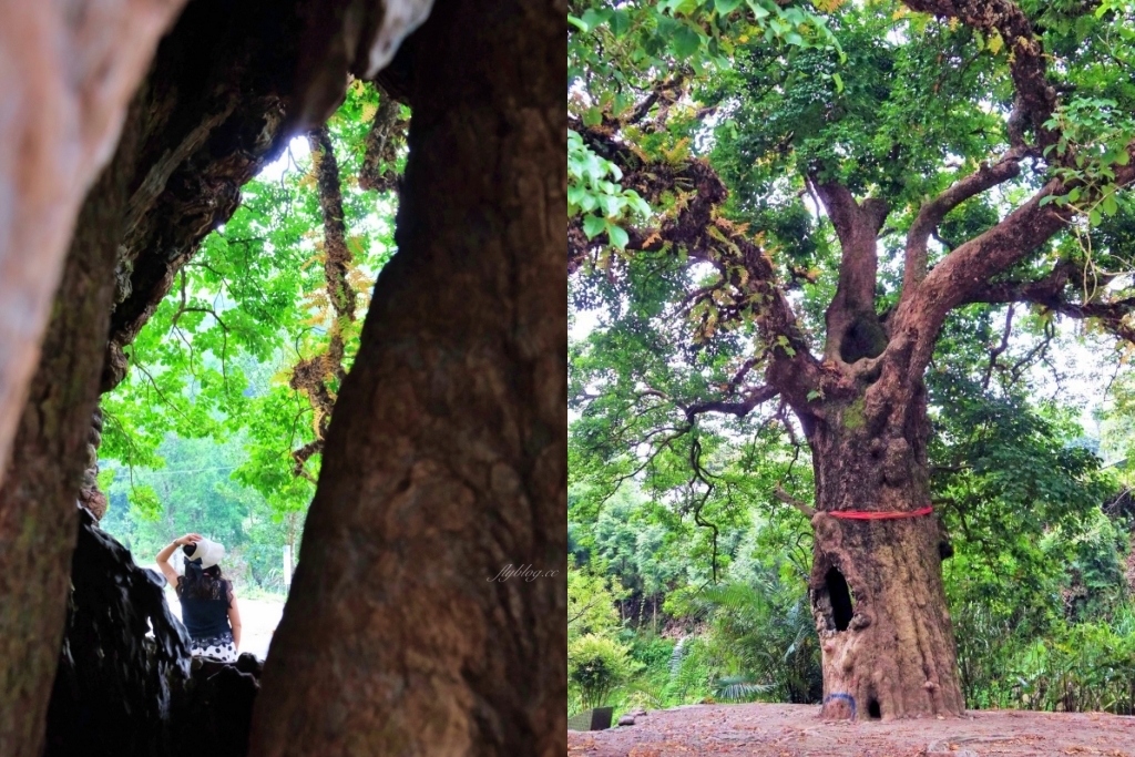 【南投國姓】看見台灣！南投國姓百年茄苳神木，隱藏在樹洞裡的台灣地形 @飛天璇的口袋