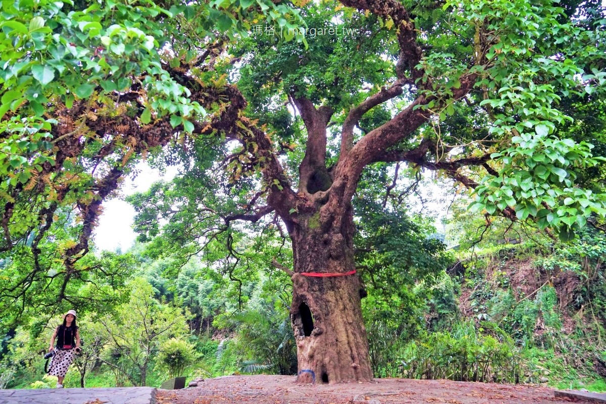 【南投國姓】看見台灣!南投國姓百年茄苳神木,隱藏在樹洞裡的台灣地形 @飛天璇的口袋 【南投國姓】看見台灣!南投國姓百年茄苳神木,隱藏在樹洞裡的台灣地形 @飛天璇的口袋