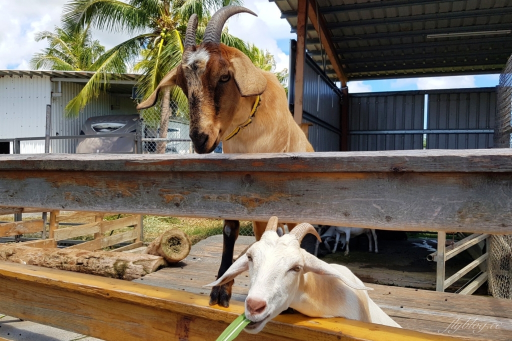墾草趣親子園區｜近距離餵食梅花鹿、草泥馬和小兔兔 @飛天璇的口袋