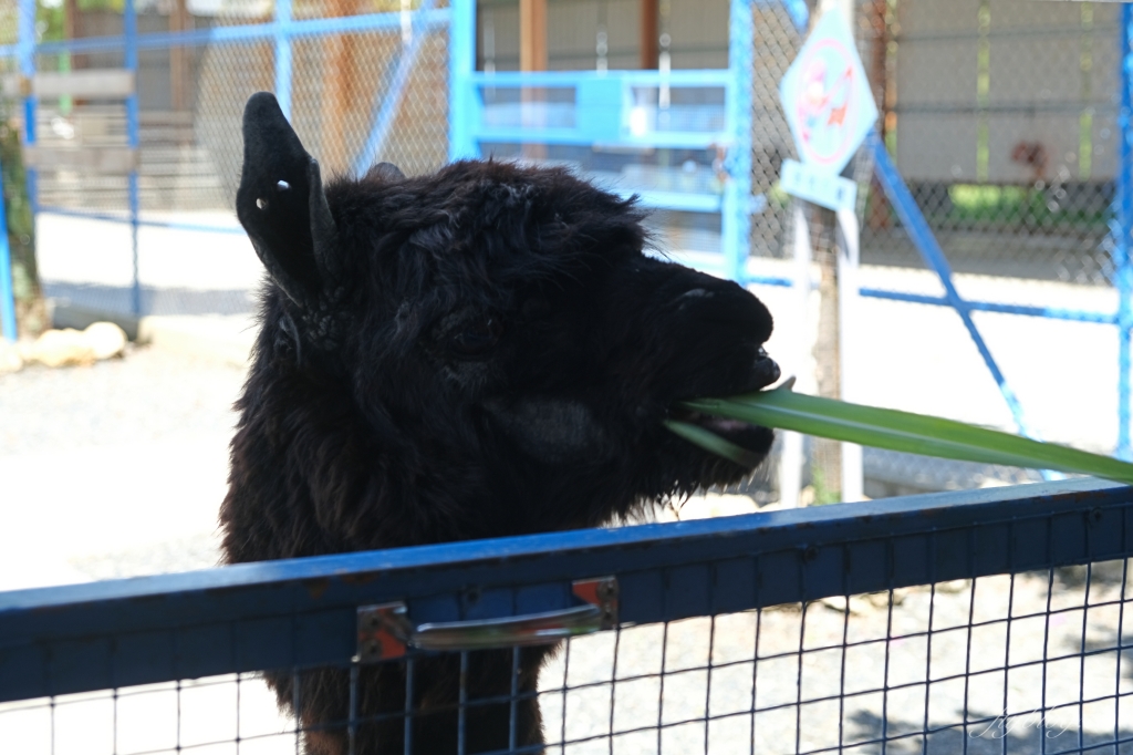 墾草趣親子園區|近距離餵食梅花鹿、草泥馬和小兔兔 @飛天璇的口袋 墾草趣親子園區|近距離餵食梅花鹿、草泥馬和小兔兔 @飛天璇的口袋