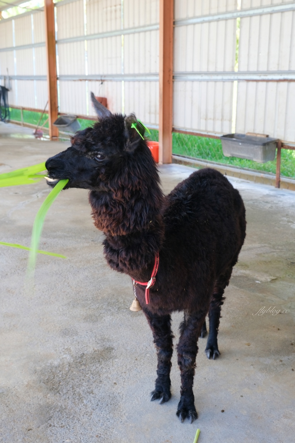 墾草趣親子園區｜近距離餵食梅花鹿、草泥馬和小兔兔 @飛天璇的口袋