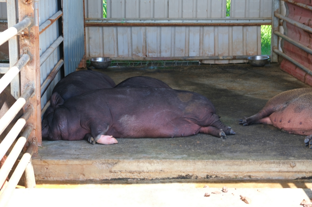 墾草趣親子園區|近距離餵食梅花鹿、草泥馬和小兔兔 @飛天璇的口袋 墾草趣親子園區|近距離餵食梅花鹿、草泥馬和小兔兔 @飛天璇的口袋