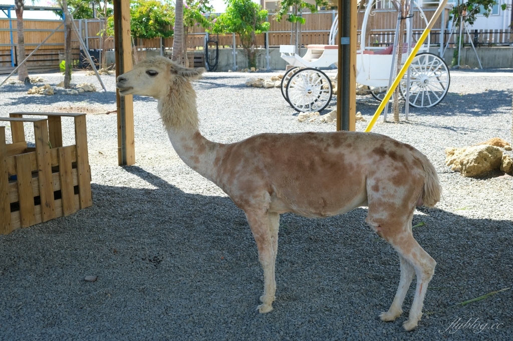 墾草趣親子園區｜近距離餵食梅花鹿、草泥馬和小兔兔 @飛天璇的口袋