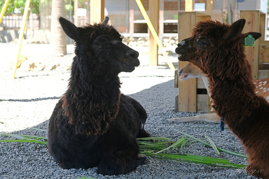 墾草趣親子園區｜近距離餵食梅花鹿、草泥馬和小兔兔 @飛天璇的口袋