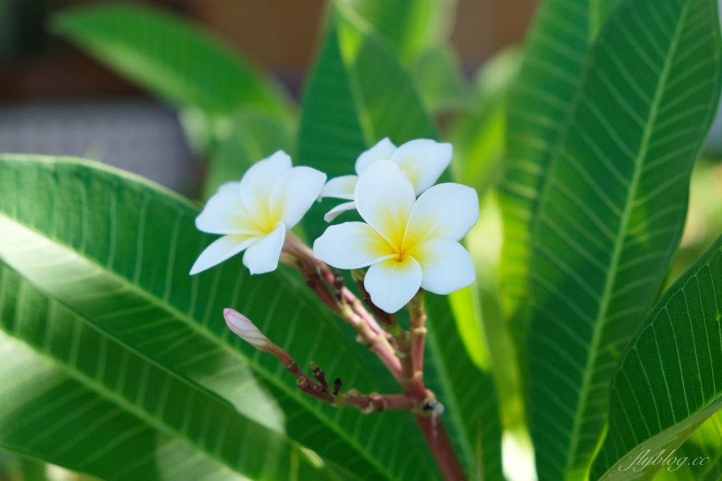 屏東恆春｜墾丁福華渡假飯店．專屬密道直通小灣沙灘，小孩最愛的水世界 @飛天璇的口袋