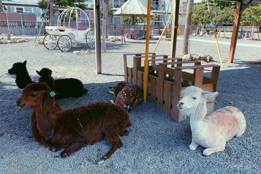 墾草趣親子園區｜近距離餵食梅花鹿、草泥馬和小兔兔 @飛天璇的口袋