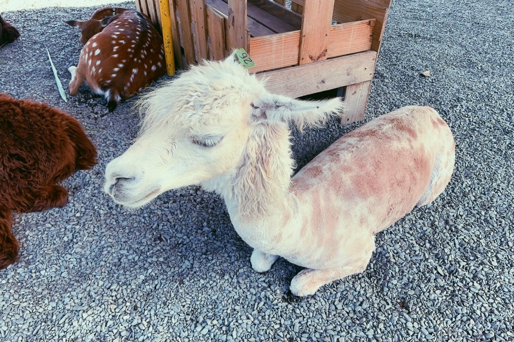 墾草趣親子園區｜近距離餵食梅花鹿、草泥馬和小兔兔 @飛天璇的口袋