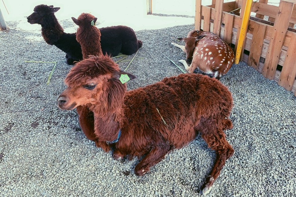 墾草趣親子園區｜近距離餵食梅花鹿、草泥馬和小兔兔 @飛天璇的口袋
