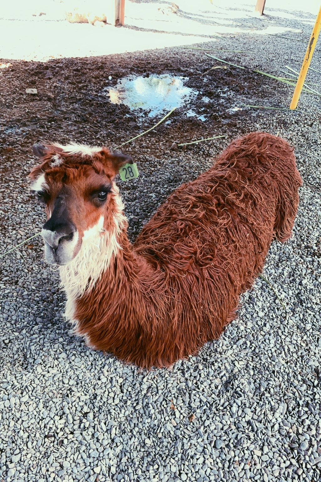 墾草趣親子園區｜近距離餵食梅花鹿、草泥馬和小兔兔 @飛天璇的口袋