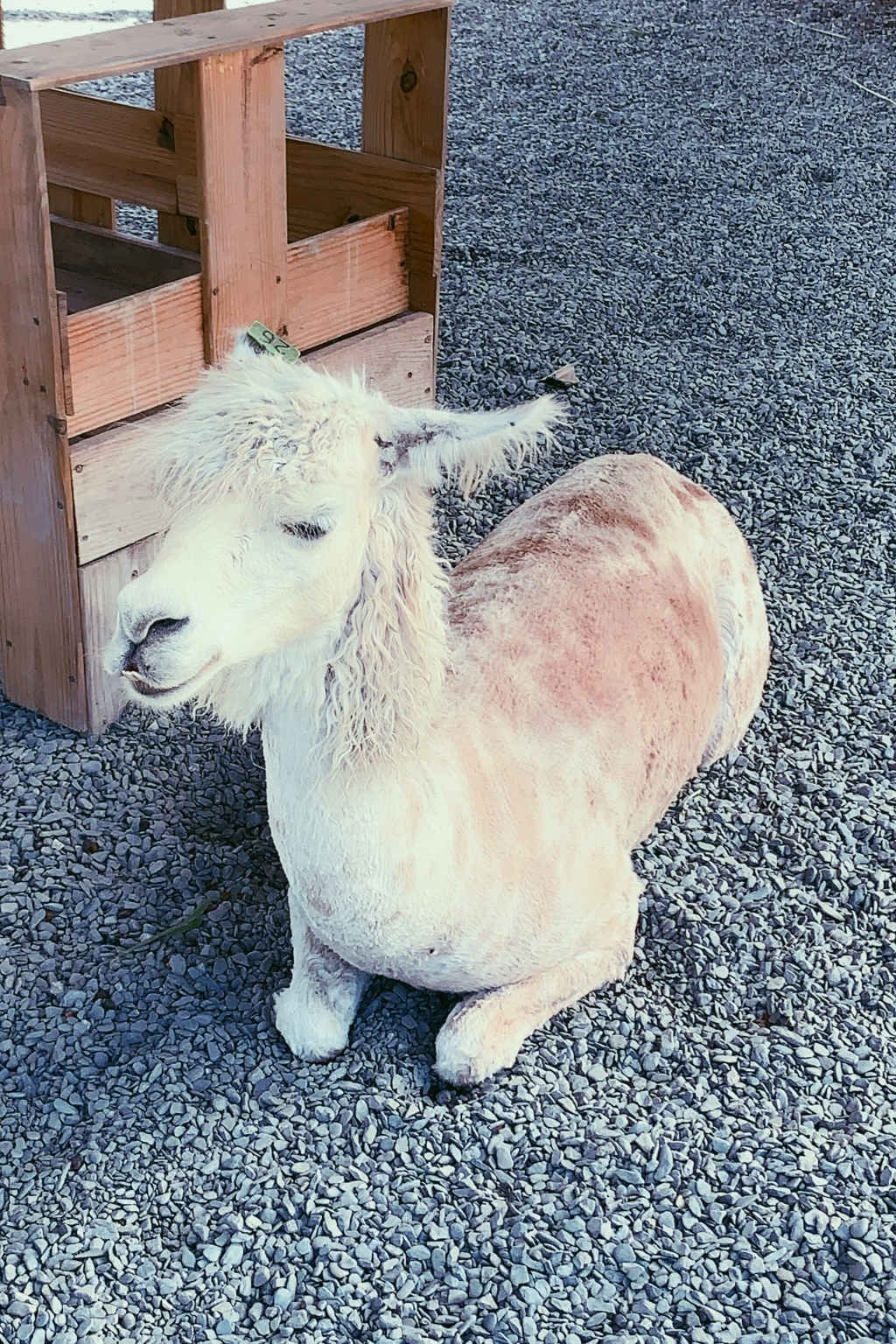 墾草趣親子園區｜近距離餵食梅花鹿、草泥馬和小兔兔 @飛天璇的口袋