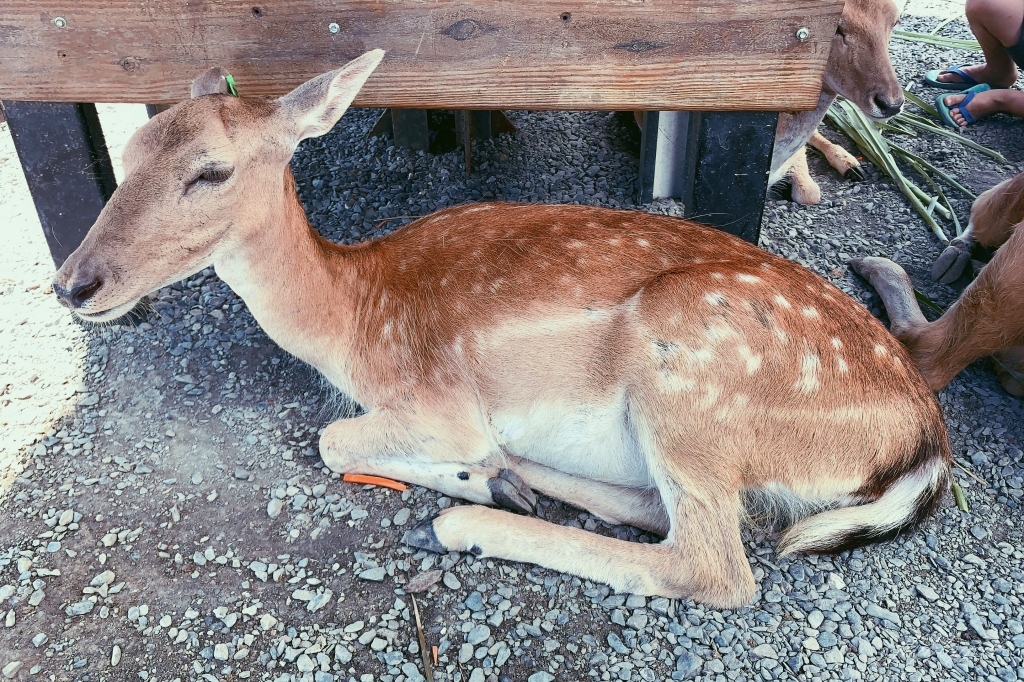 墾草趣親子園區｜近距離餵食梅花鹿、草泥馬和小兔兔 @飛天璇的口袋