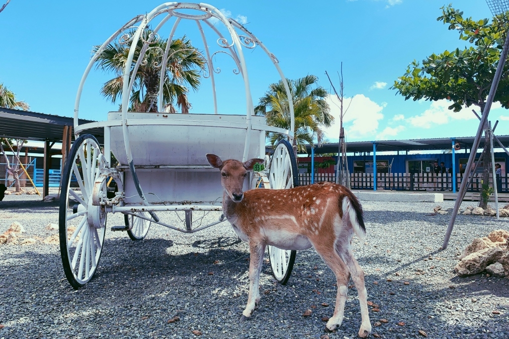 墾草趣親子園區|近距離餵食梅花鹿、草泥馬和小兔兔 @飛天璇的口袋 墾草趣親子園區|近距離餵食梅花鹿、草泥馬和小兔兔 @飛天璇的口袋