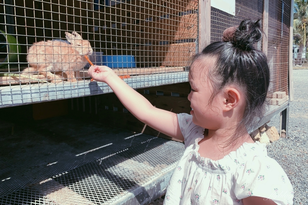 墾草趣親子園區｜近距離餵食梅花鹿、草泥馬和小兔兔 @飛天璇的口袋