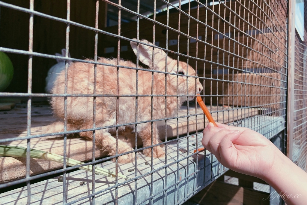 墾草趣親子園區｜近距離餵食梅花鹿、草泥馬和小兔兔 @飛天璇的口袋