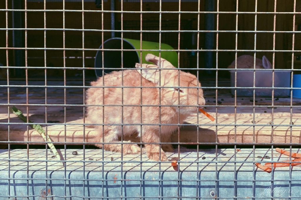 墾草趣親子園區｜近距離餵食梅花鹿、草泥馬和小兔兔 @飛天璇的口袋