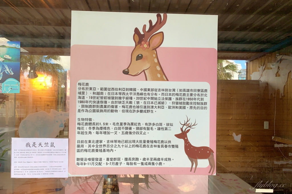 墾草趣親子園區｜近距離餵食梅花鹿、草泥馬和小兔兔 @飛天璇的口袋
