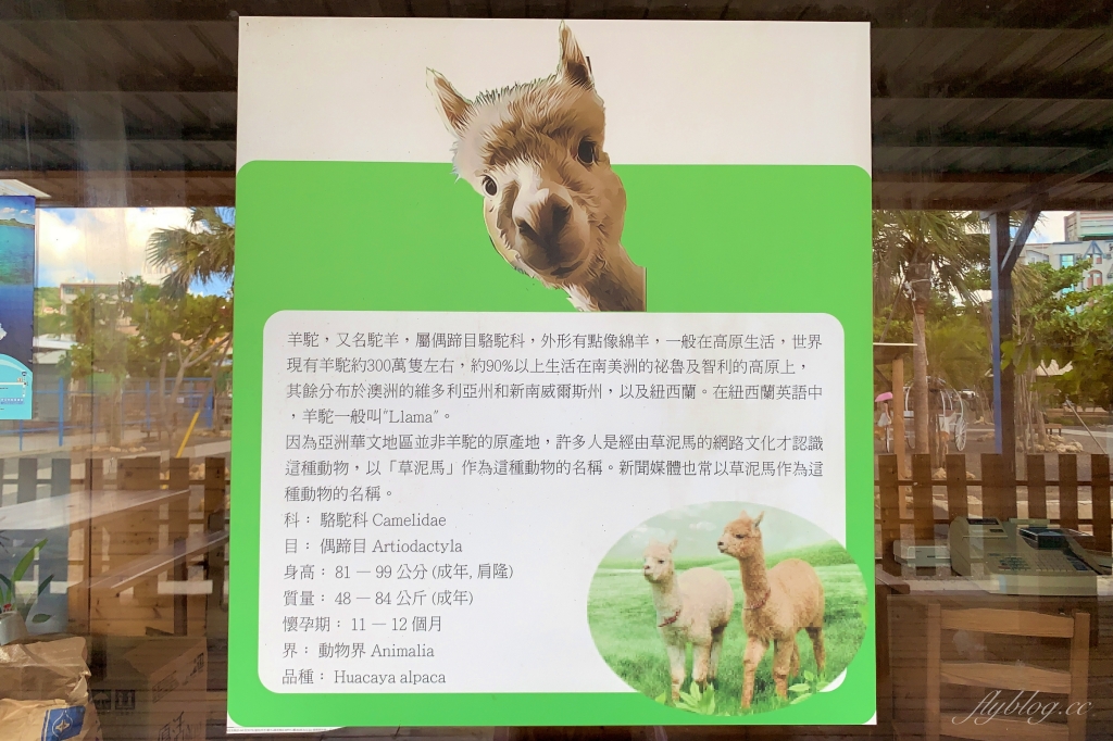 墾草趣親子園區｜近距離餵食梅花鹿、草泥馬和小兔兔 @飛天璇的口袋