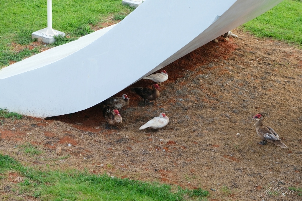 龍潭大池｜龍潭情侶約會和親子旅遊好地方，湖景木棧道、天鵝船遊湖、賞夕陽美景 @飛天璇的口袋